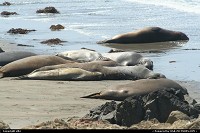 Photo by elki | Hors de la ville  elephant seal